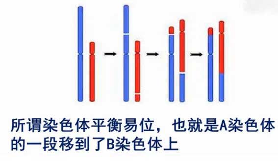 染色体平衡异位